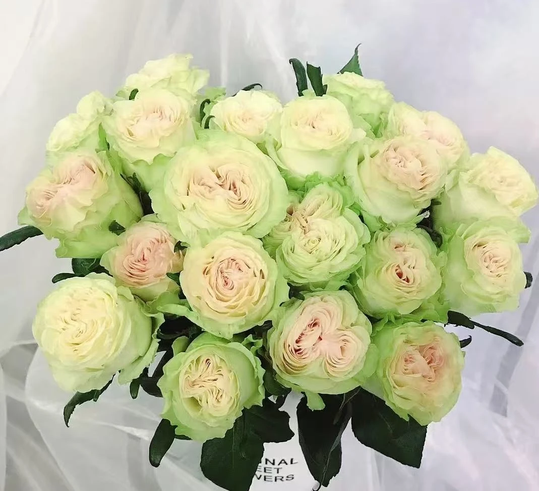 【琉璃翠单头玫瑰】 任意两单及两单以上鲜花顺丰包邮发货