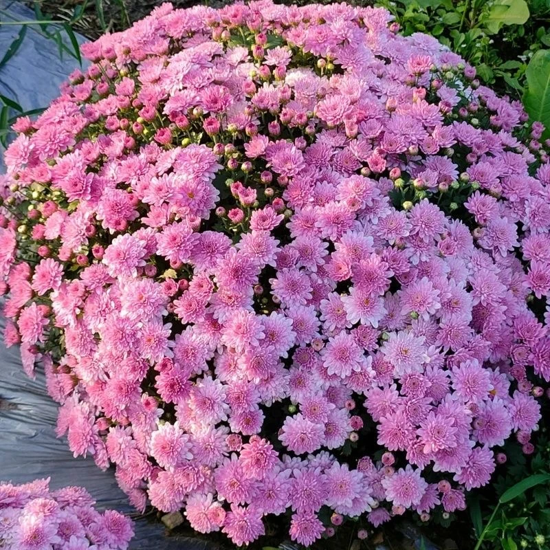 超大盆千头球菊《芭蕾小姐》适合庭院地栽阳台新手易养护