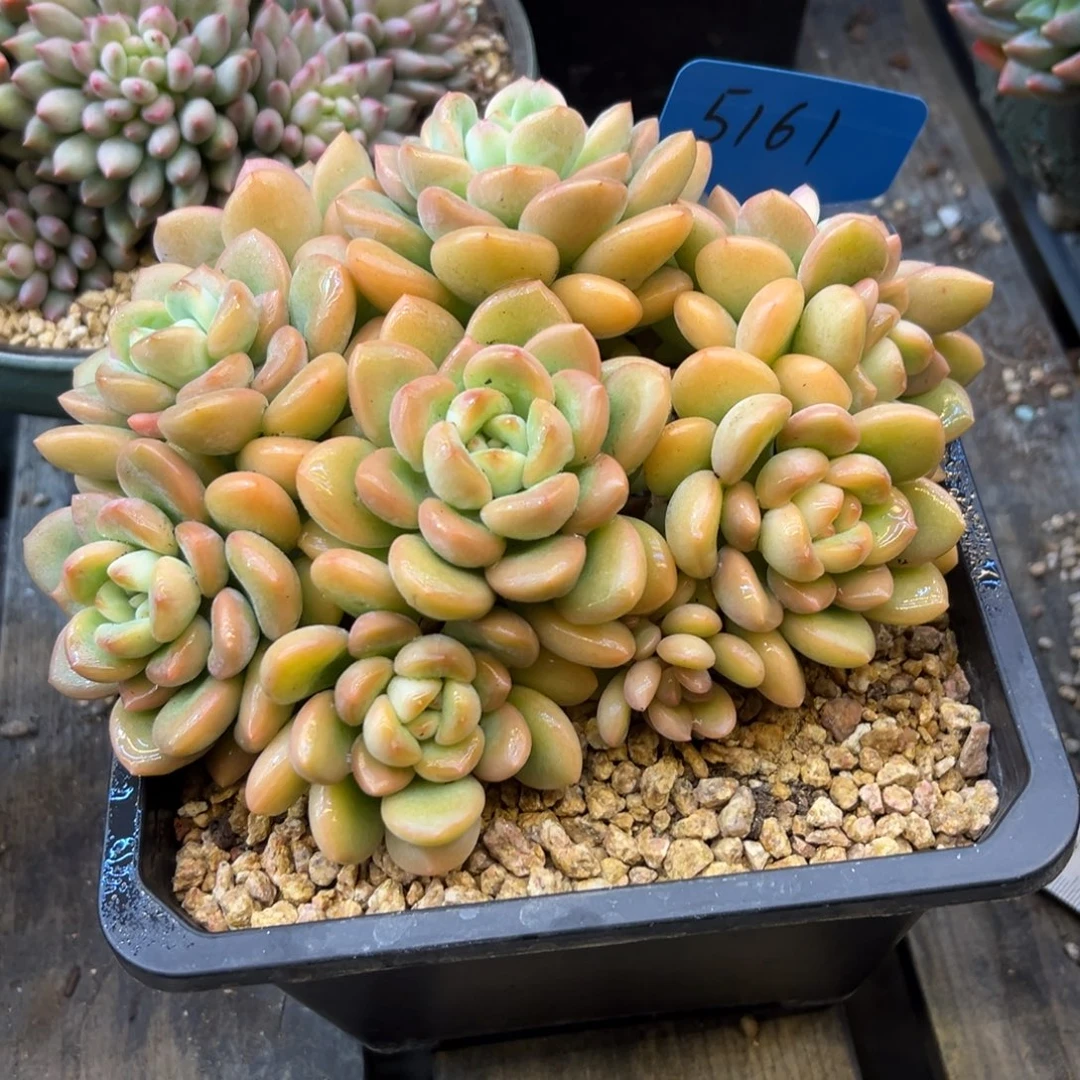 苏***苏冰清玉洁5161号一物一拍