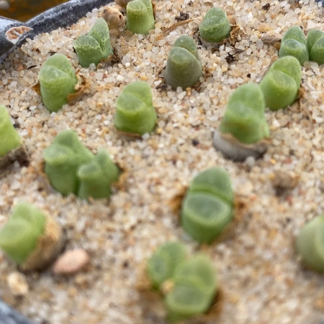 奶瓶风铃10颗一组