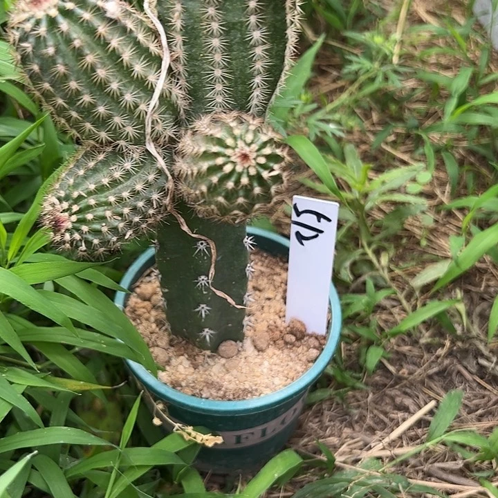 ℋ****࿐仙人球512号鲜红虾