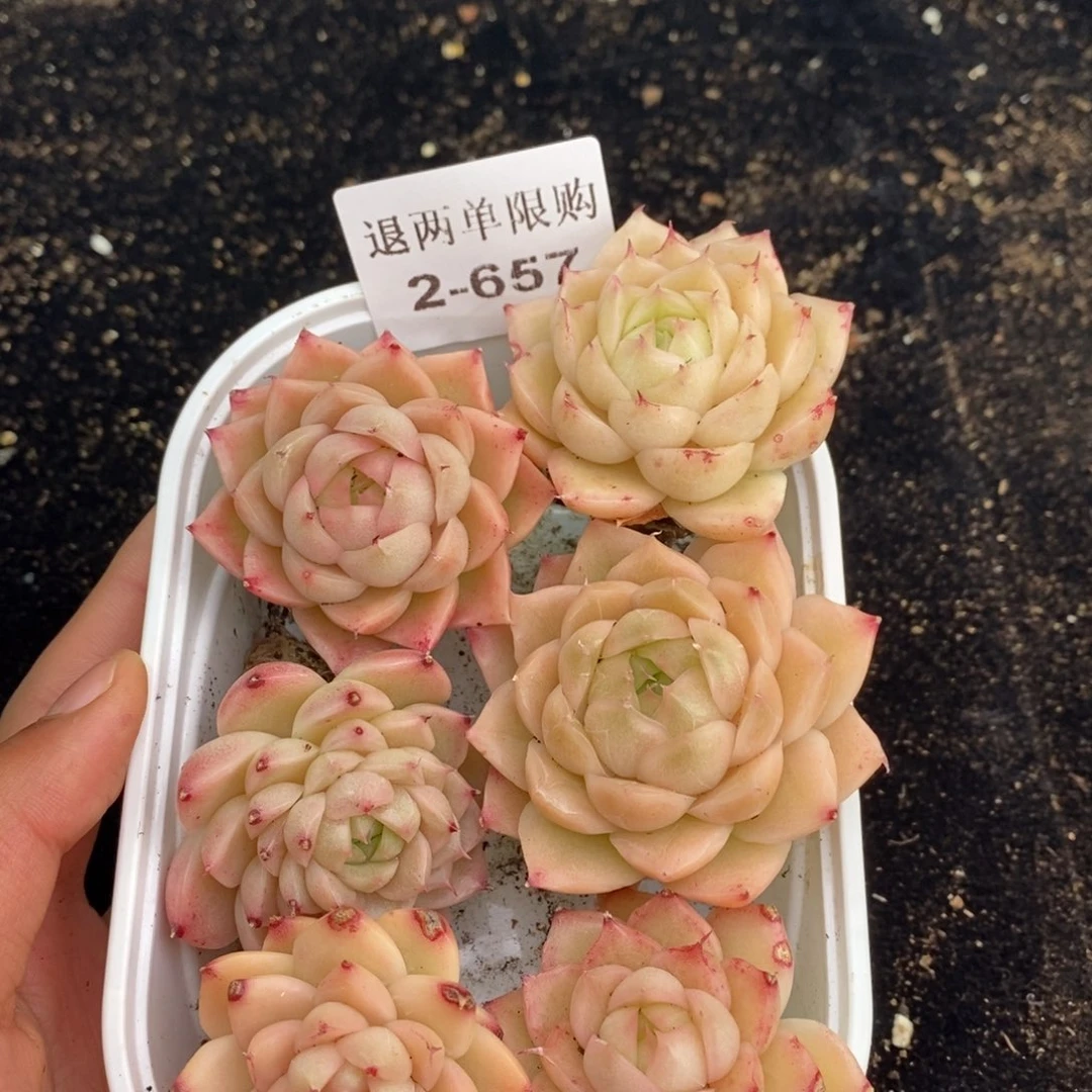 2-657新疆西藏内蒙不发其他12.8包邮两到三公分多肉