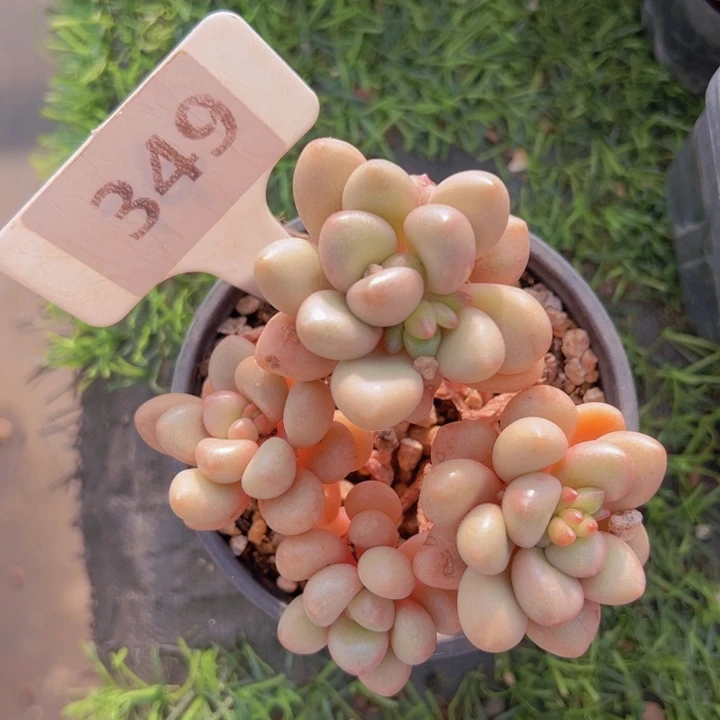 健健康康平平安安