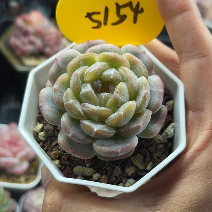 白色恋人单头5154
