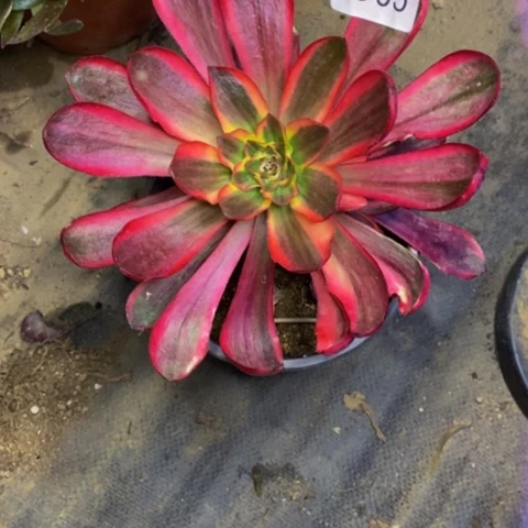 红魔女多肉植物1955