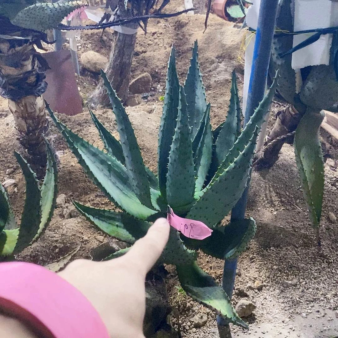 【***哥8988芦荟一颗11111