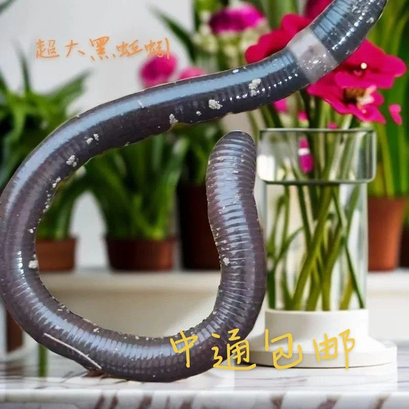 户外鲜活广地龙黑蚯蚓钓鱼万能饵料专攻黄鳝鲶鱼等巨物