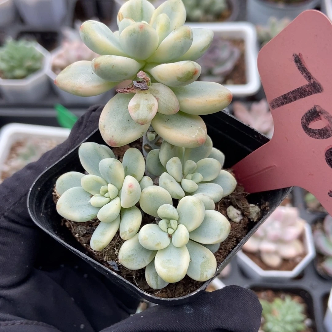 7001劳尔锦多肉植物