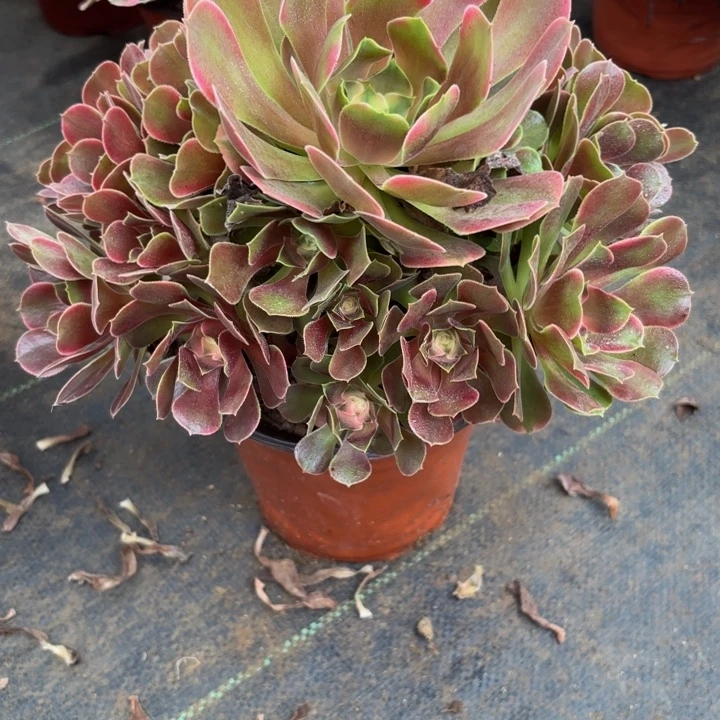 瑞妈多肉园艺518香妃