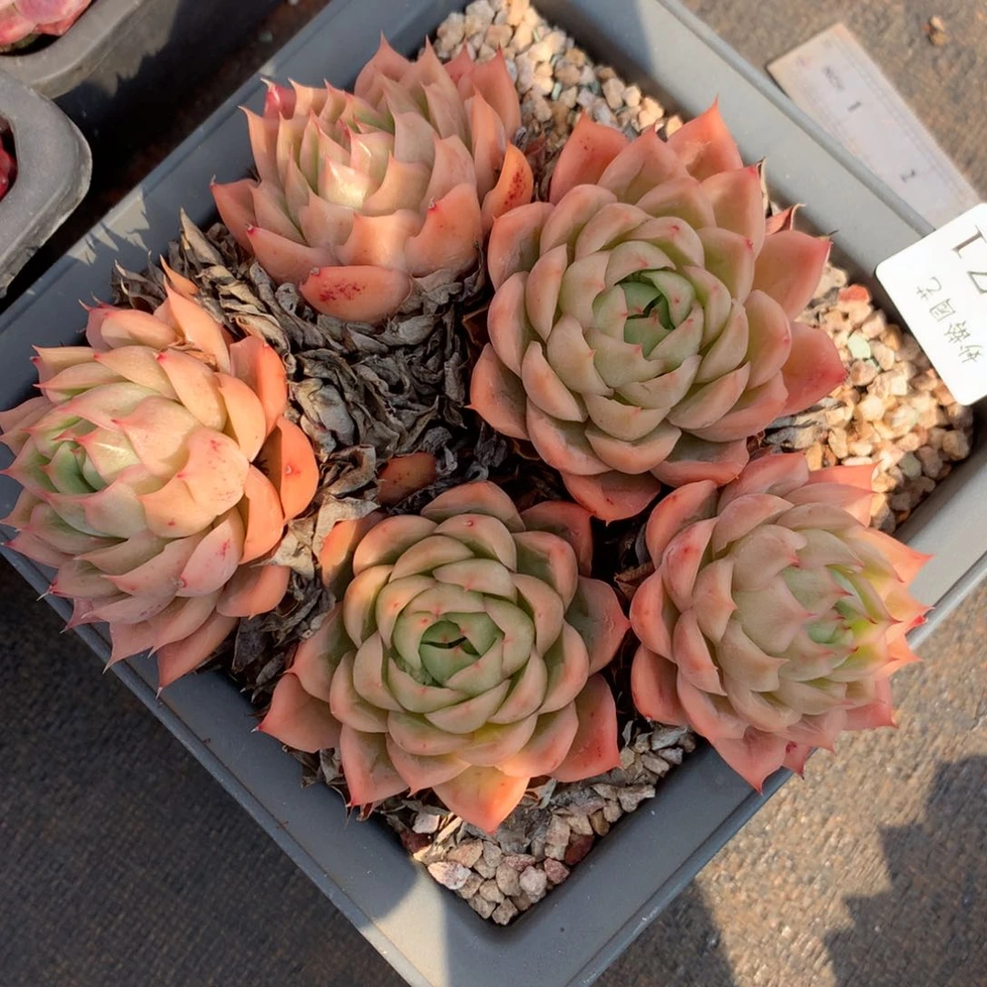 9071杂交多肉植物