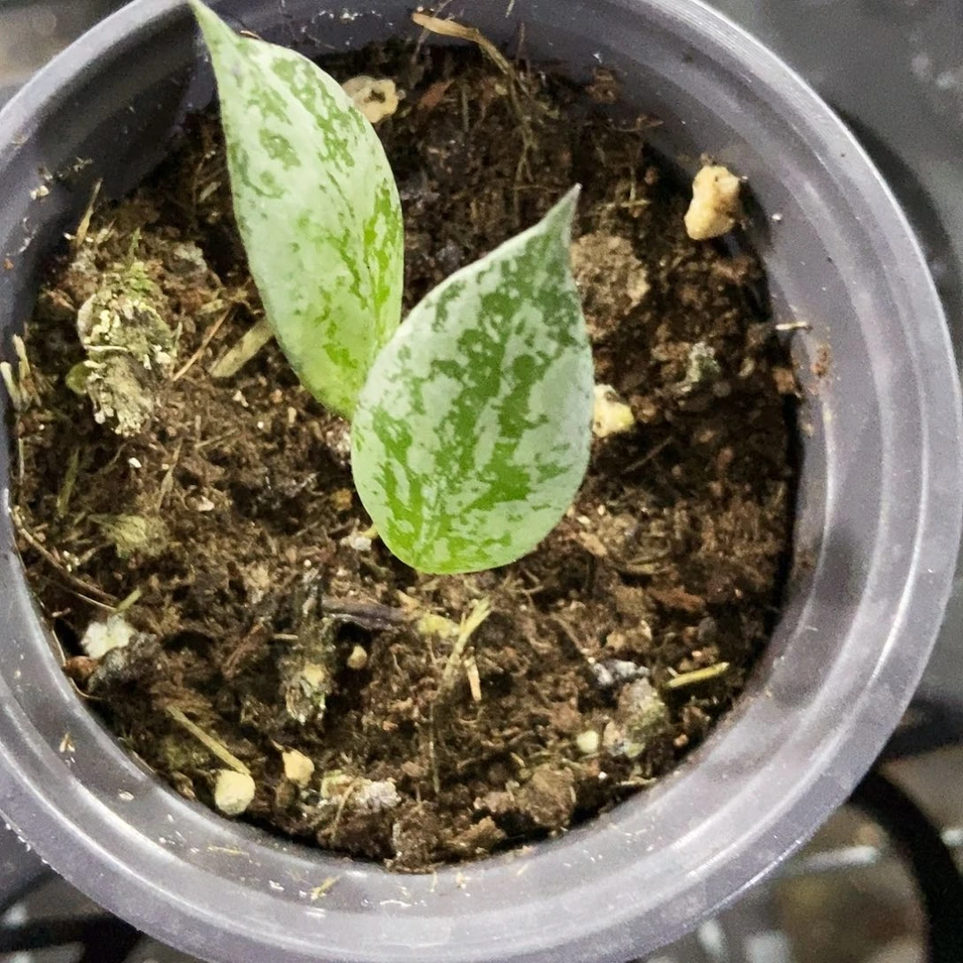 完全开放黑色奥罗拉