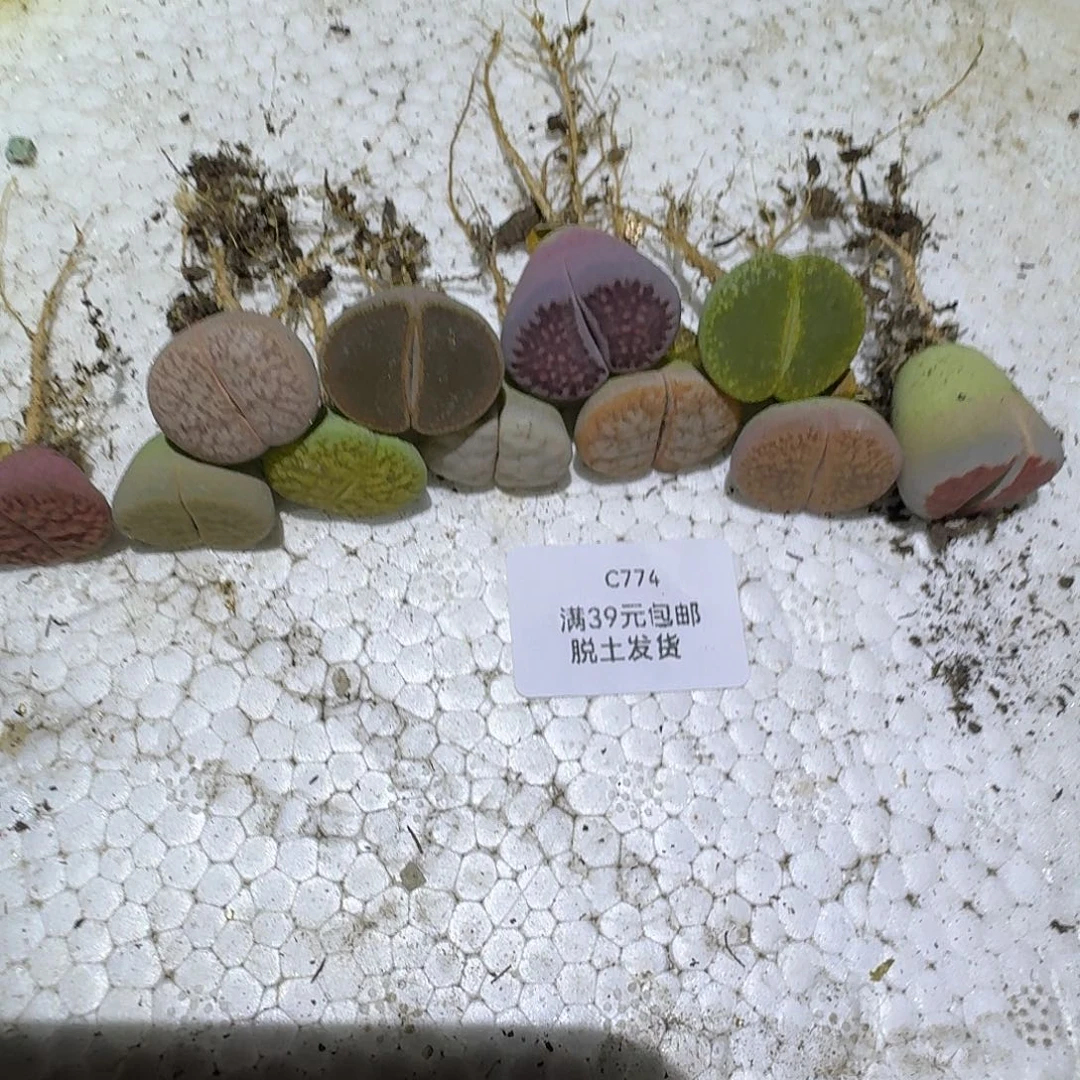 泡***芙774哈哈哈哈哈多肉