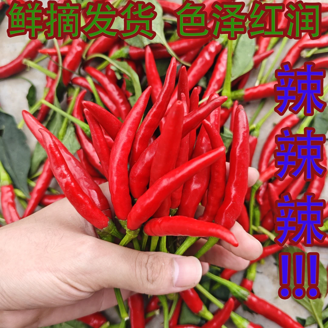 新鲜现摘特辣小米辣可用于餐饮调味的红辣椒蔬菜