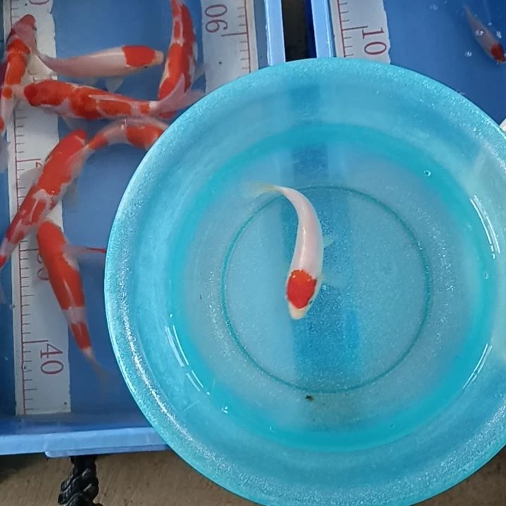 海水鱼顺丰包邮开箱包活2