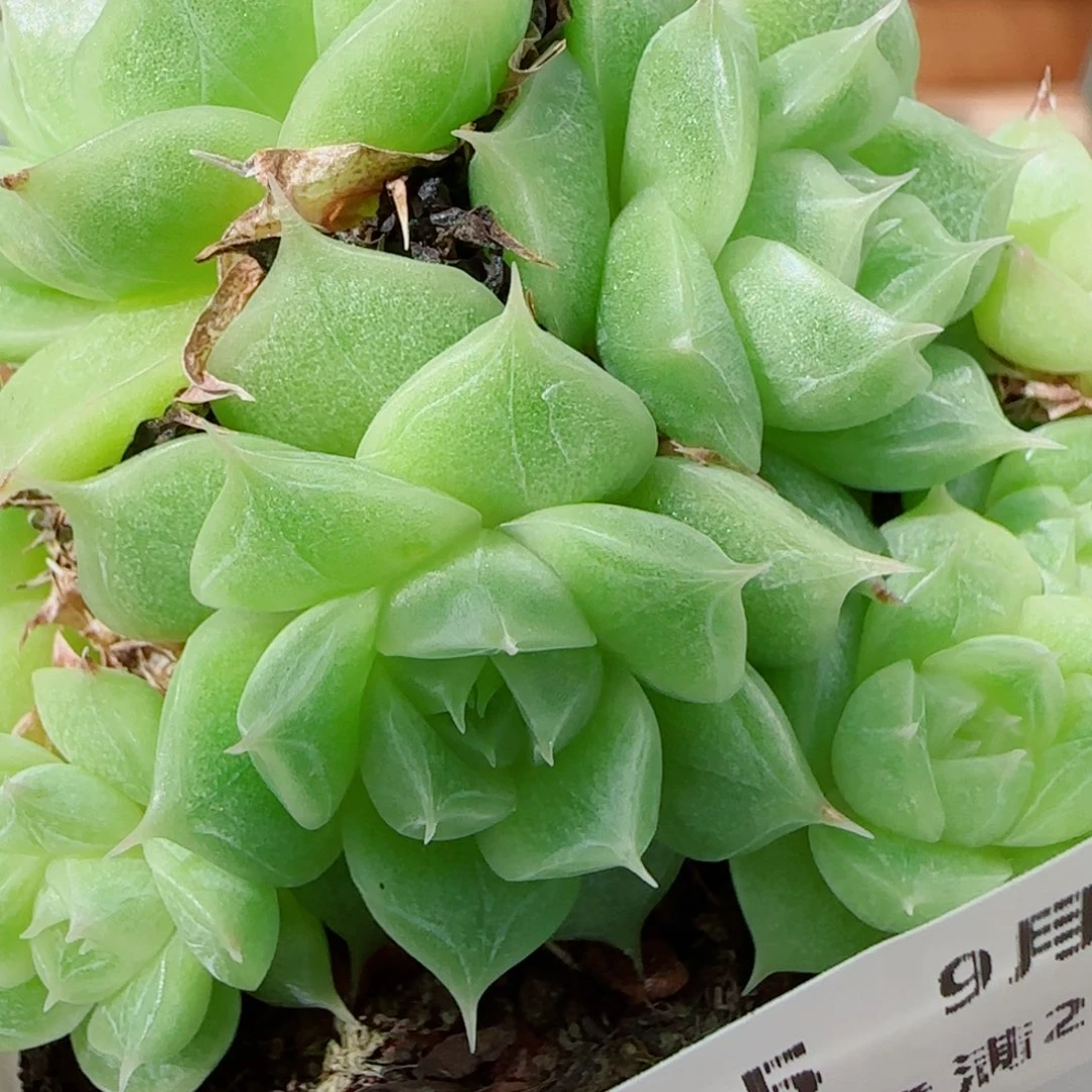 花语逸镜0928-135散