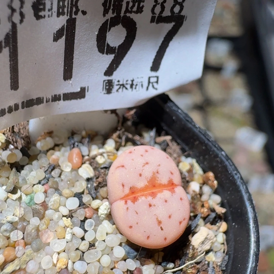 Zzzzzz生石花肉锥1197