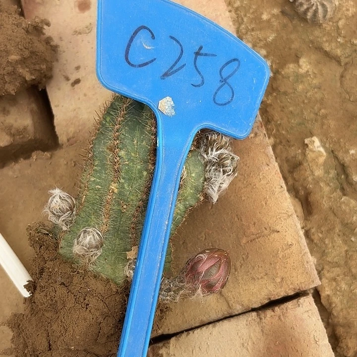 球*C258,香橙虾瑕疵歪头