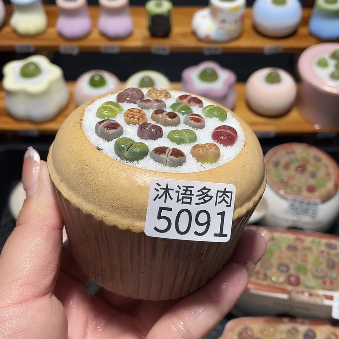 带盆土植物 一物一拍5091