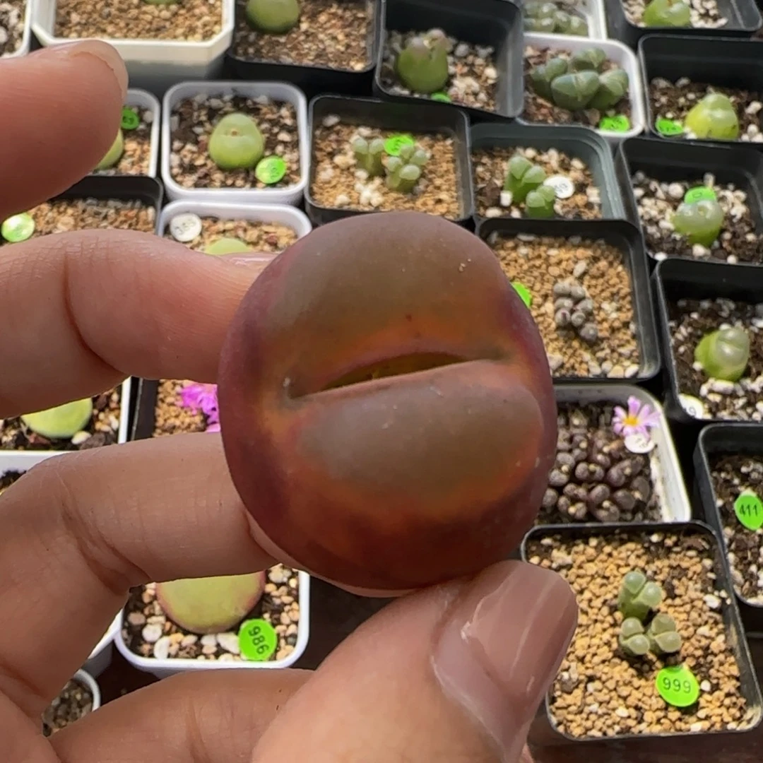 3.2（疤）多肉植物的421