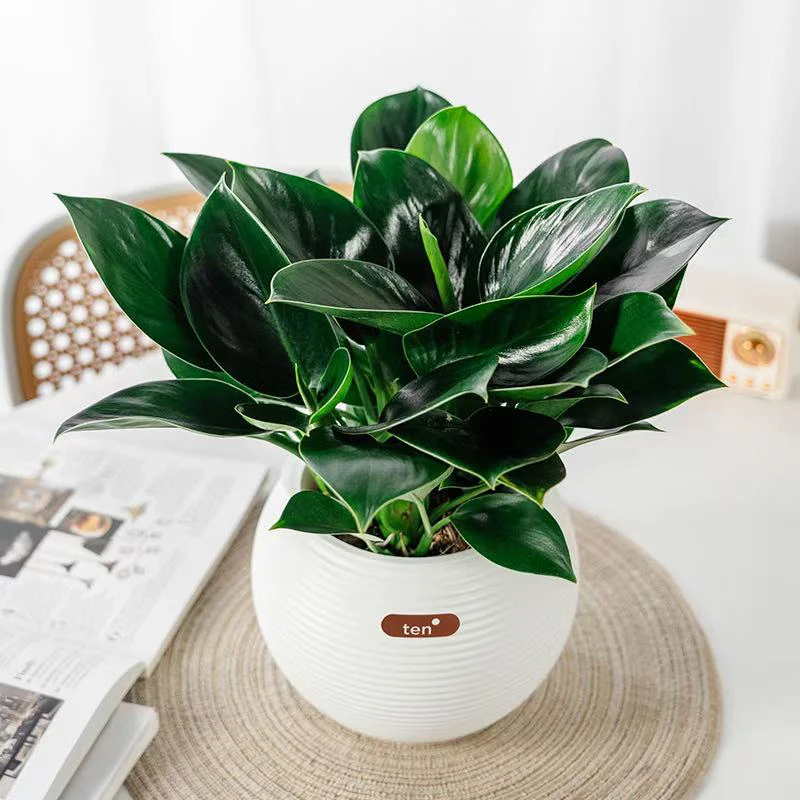 金钻绿公主好养护栽绿植花卉室内客厅水培好养四季常青A