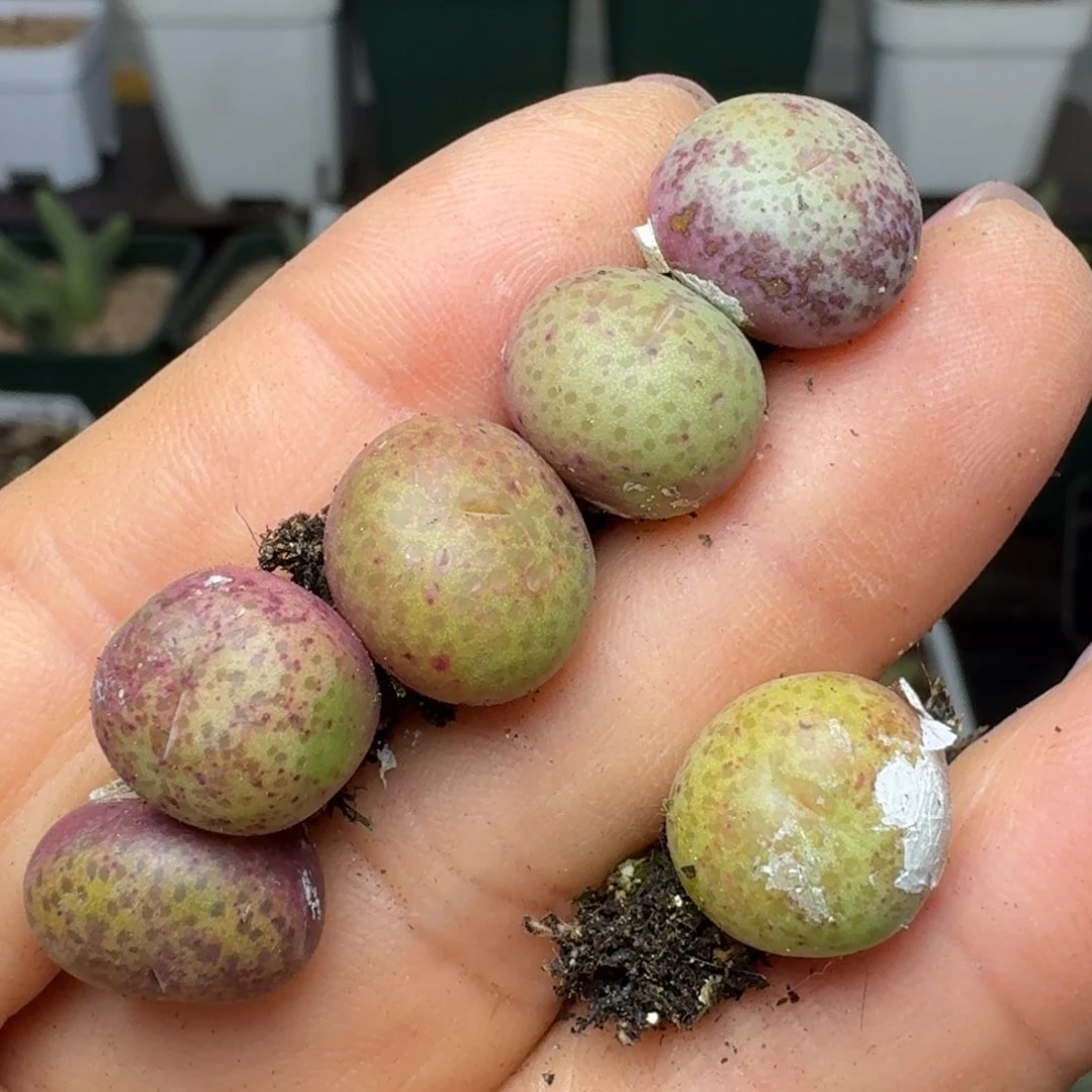 238六颗000000000000