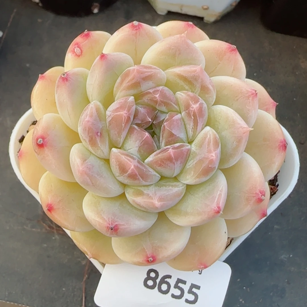 黄冰魄，8655多肉植物