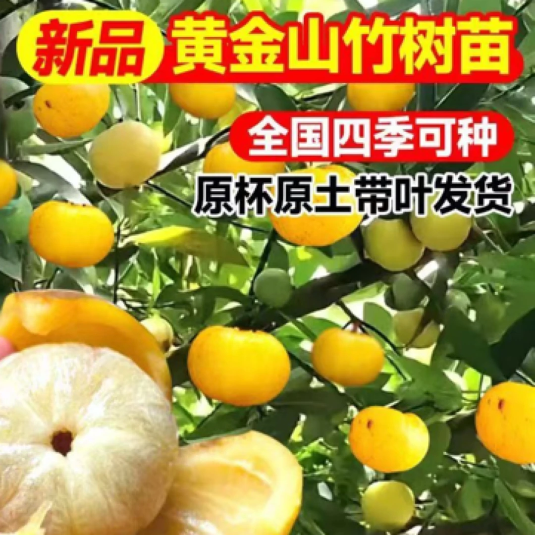 广西岭南山竹苗黄金山竹嫁接带土带叶庭院地栽南四季种植当年结果