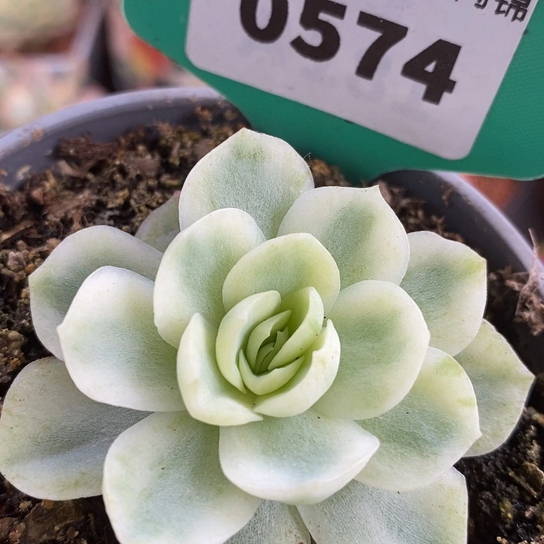 574贝瑞哈哈哈哈说