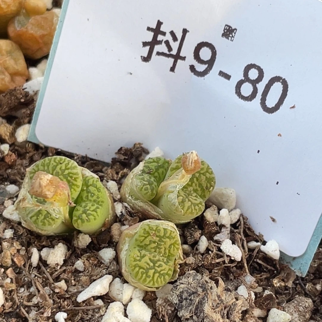 9-80鸟哈尼多肉植物