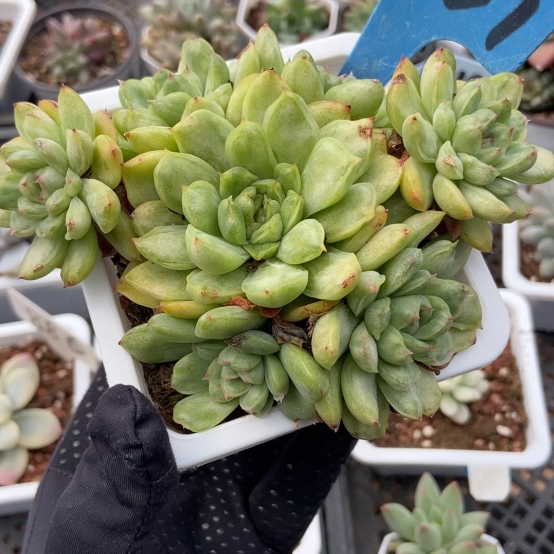 3161冰天使锦多肉植物
