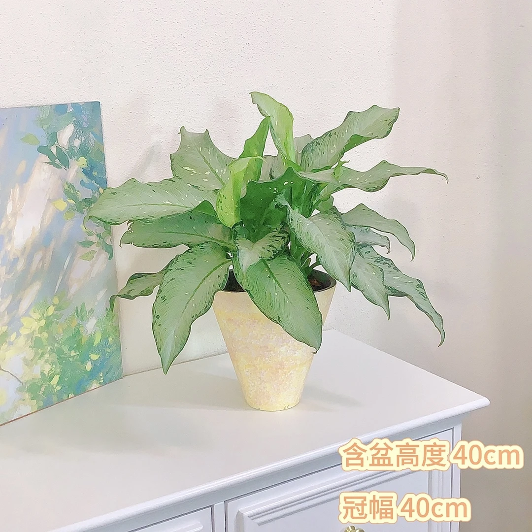 飘雪万年青盆栽观叶四季常青除甲醛室内桌面自然绿植花卉净化空气
