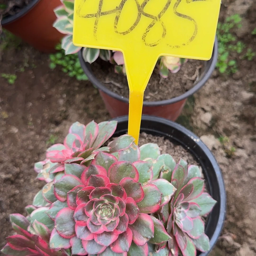 4085---黑魔锦多头