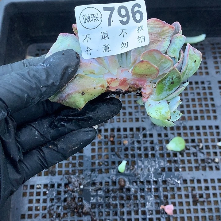 白凤缀化朵朵 非偏远38包邮、节后发