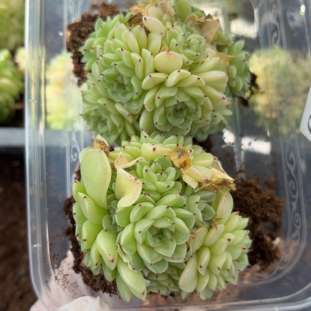 多肉植物多肉植物675