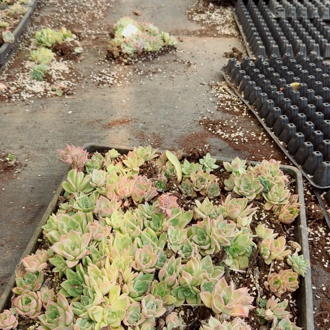 麦秆切糕叶插一盘不带盘量拍8-49