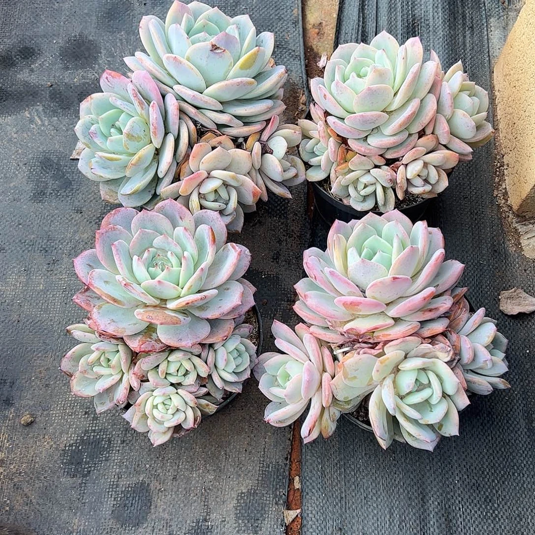 小***头4颗凤橙，一物一拍