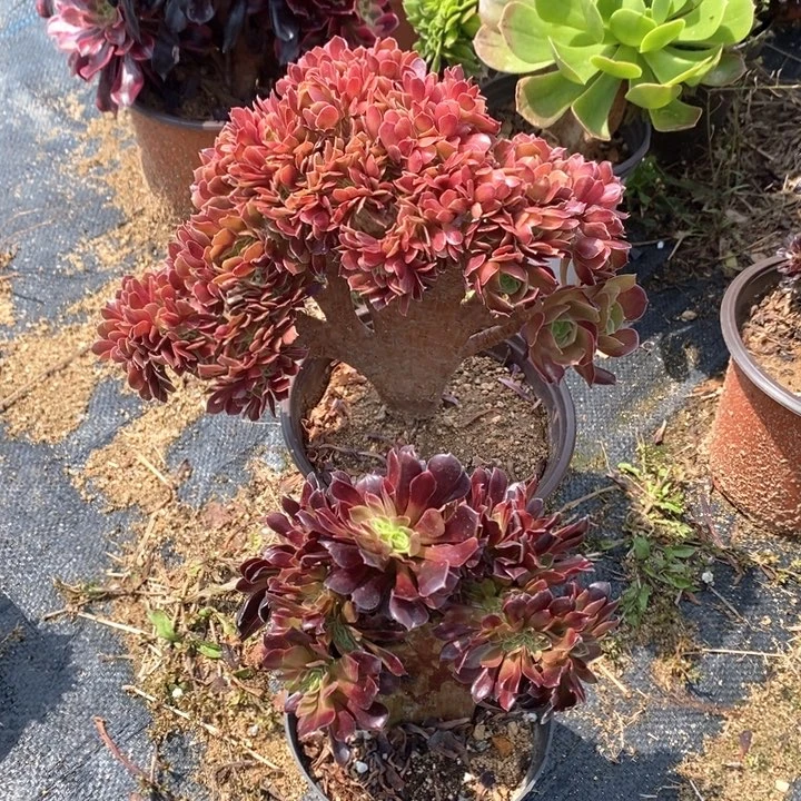 两颗，玫瑰缀化欧紫缀化