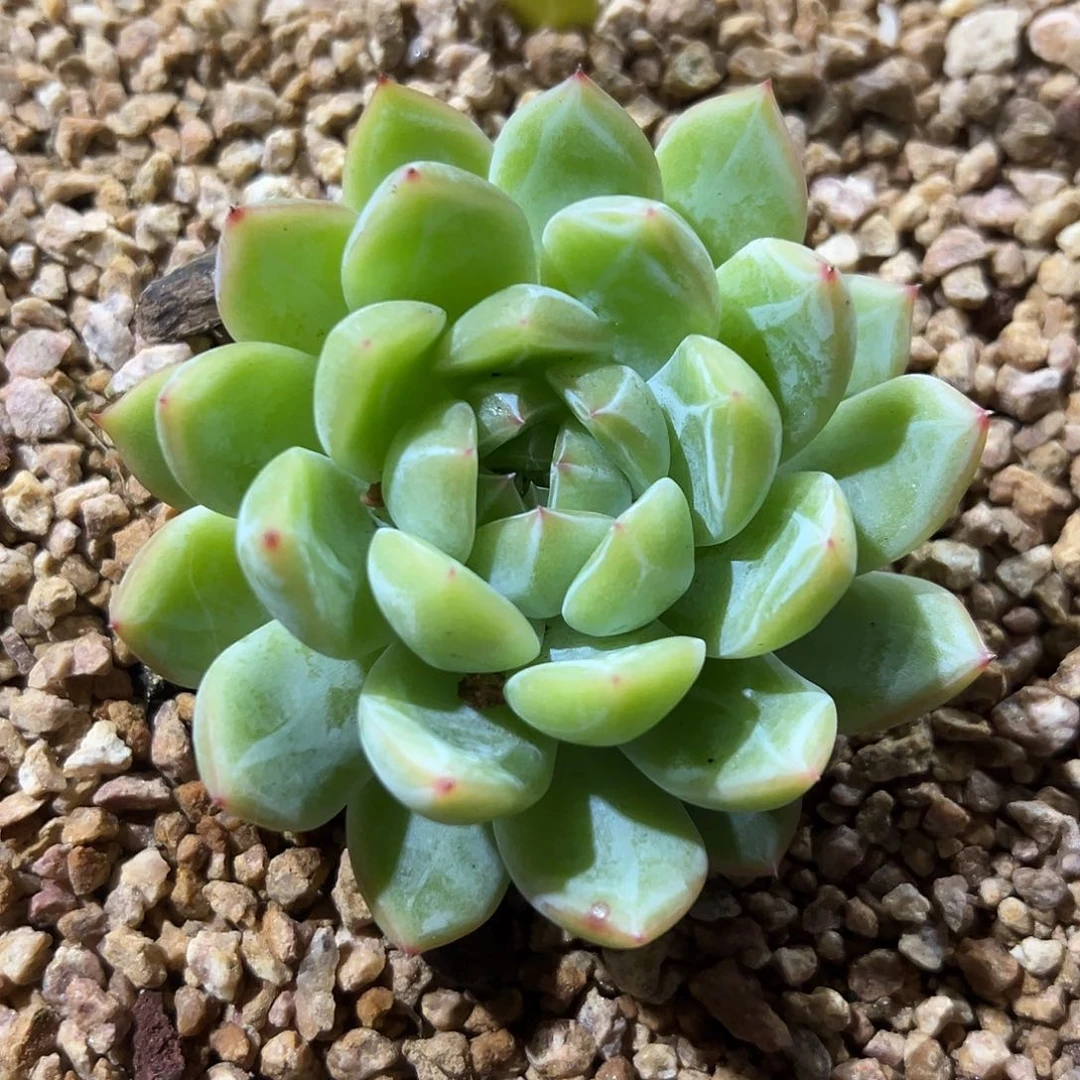 631202 雪花珍尼单头8厘米，必须拍冷链，特价