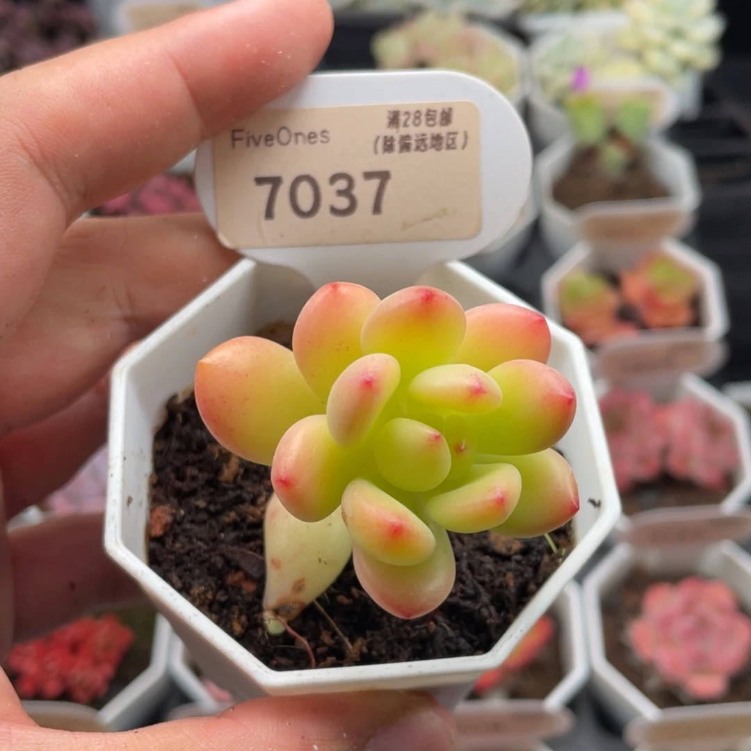 春萌7037-4.5厘米