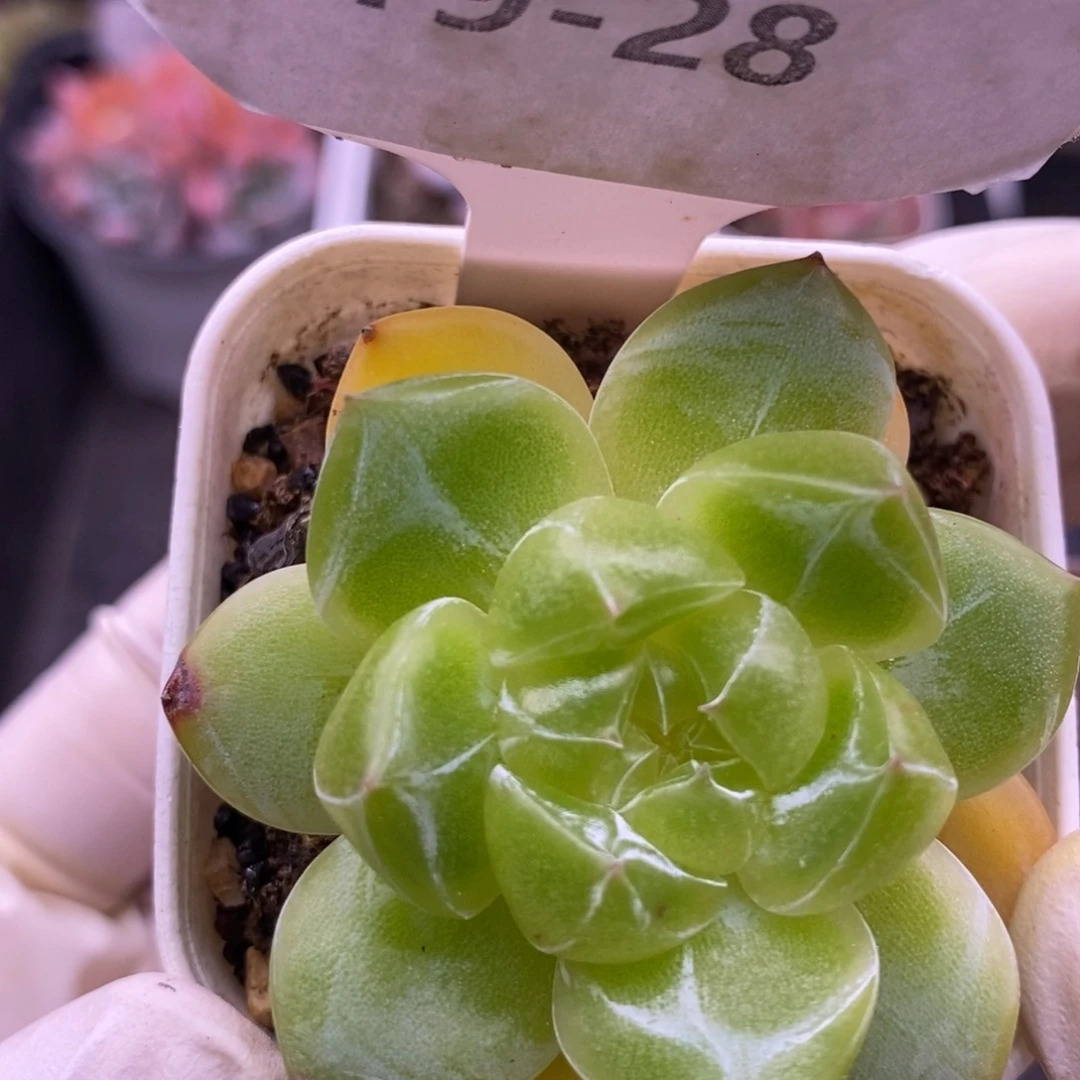 【闪购商品】19-28