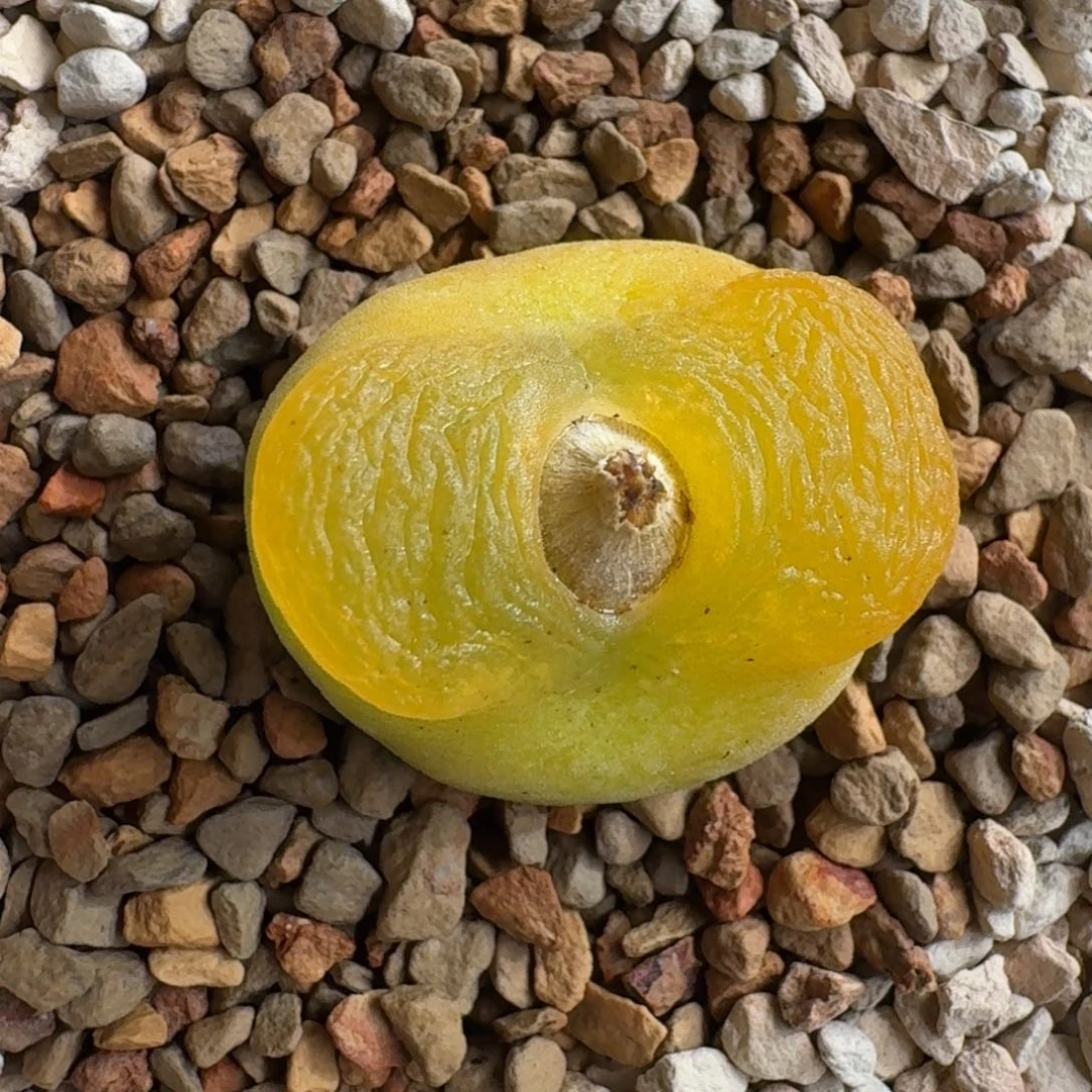 1208-027柿饼蟠桃1801.1