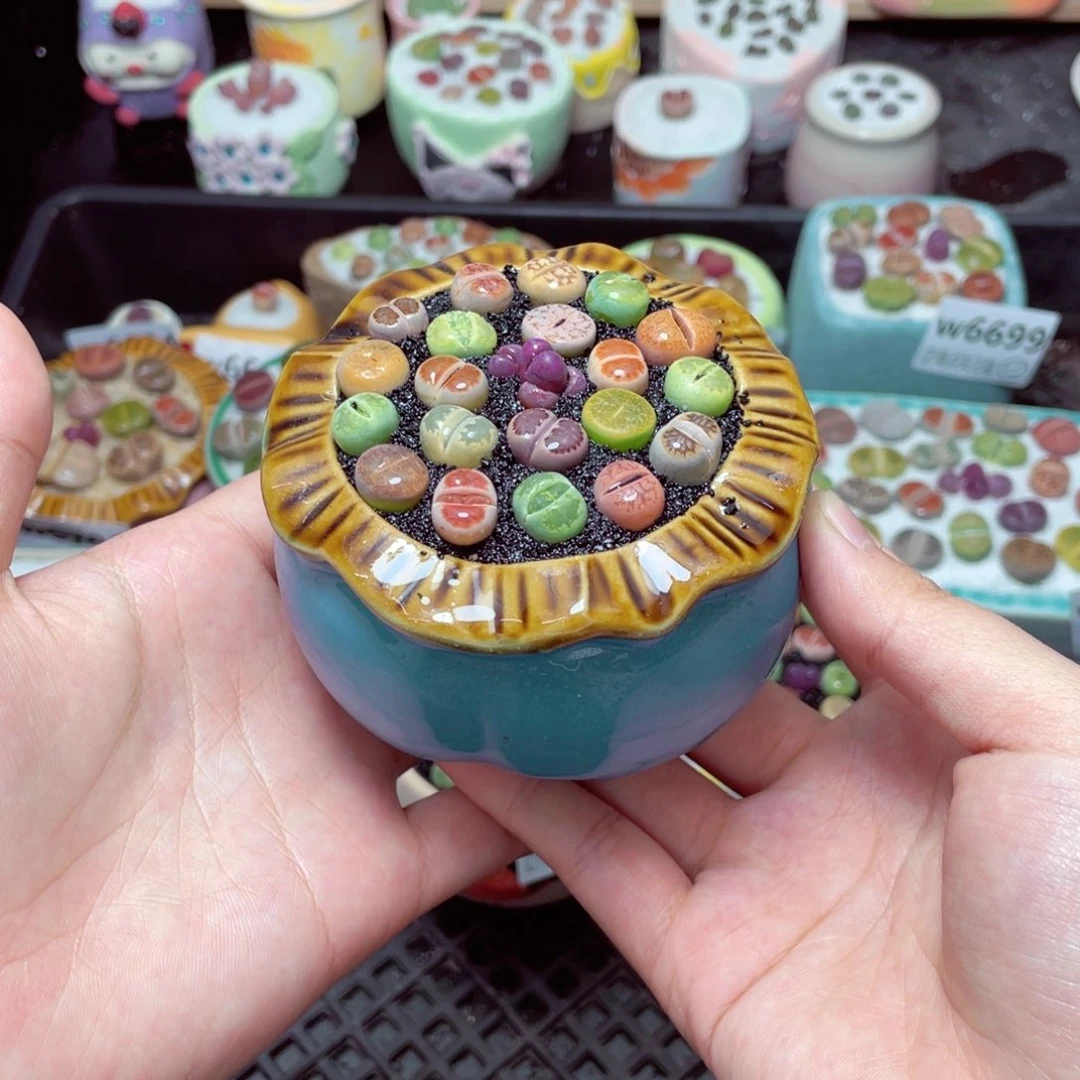 w6708 -零下地区拍保温箱-15支持寄养