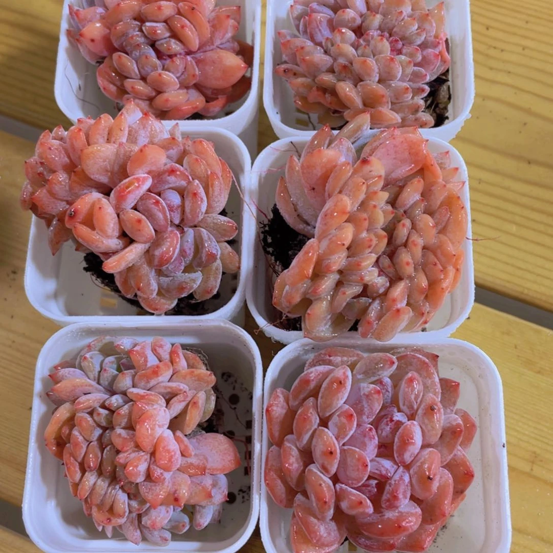 1210号 全状态雪天使缀化一颗