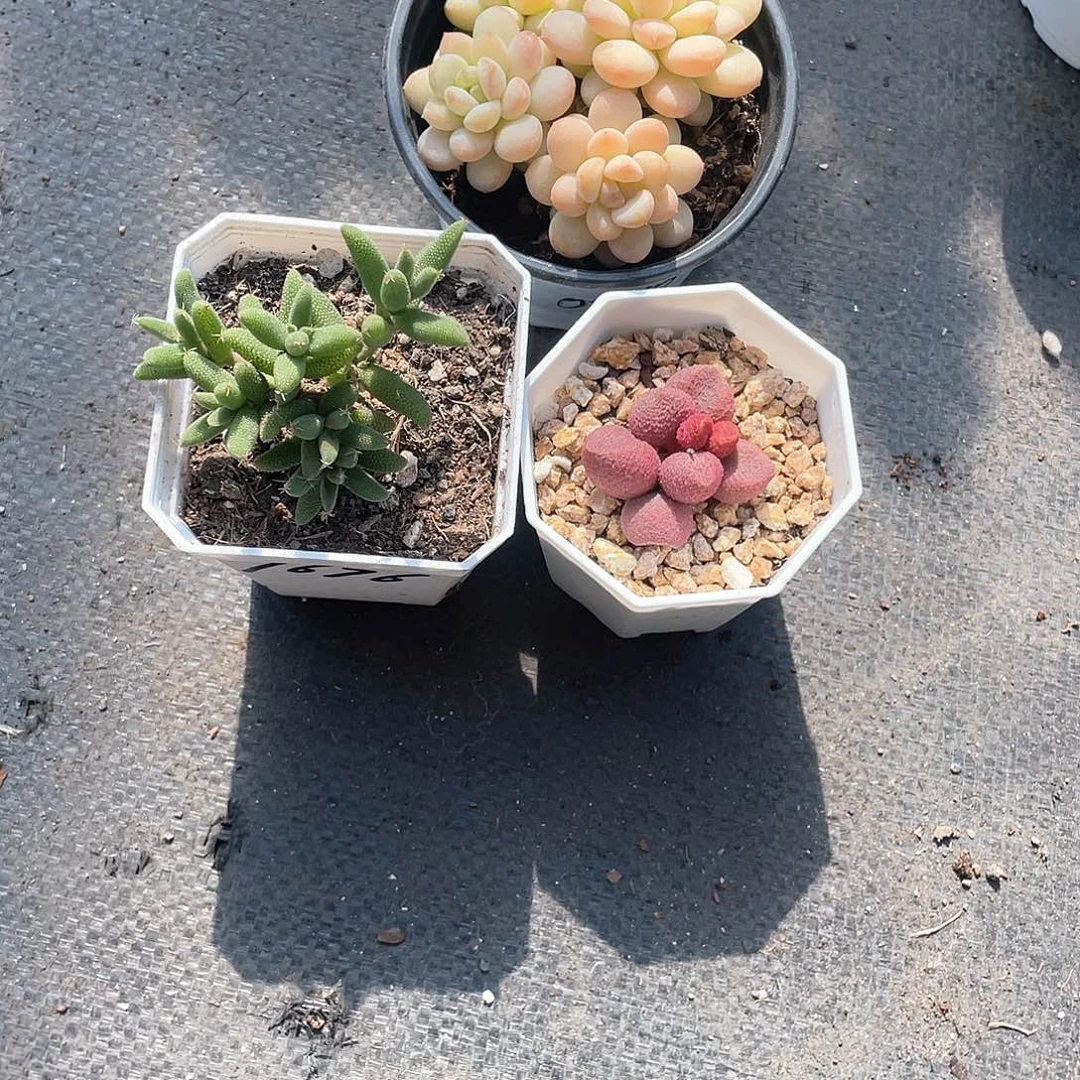 健**安阳光玫瑰玉米水蜜桃