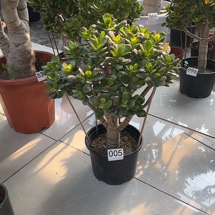 姬红花月独杆老桩