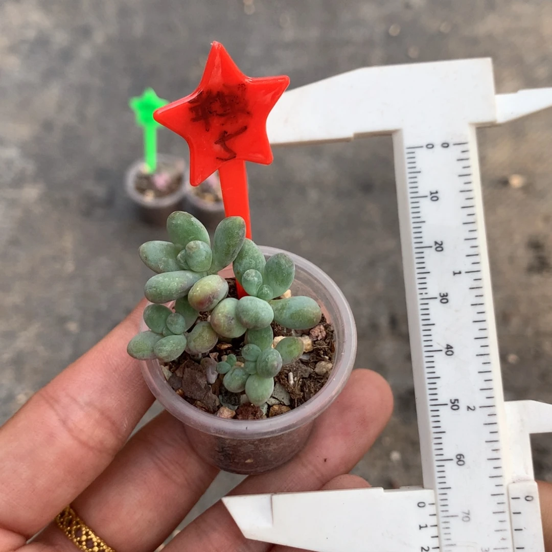 苹果多肉植物哈哈哈