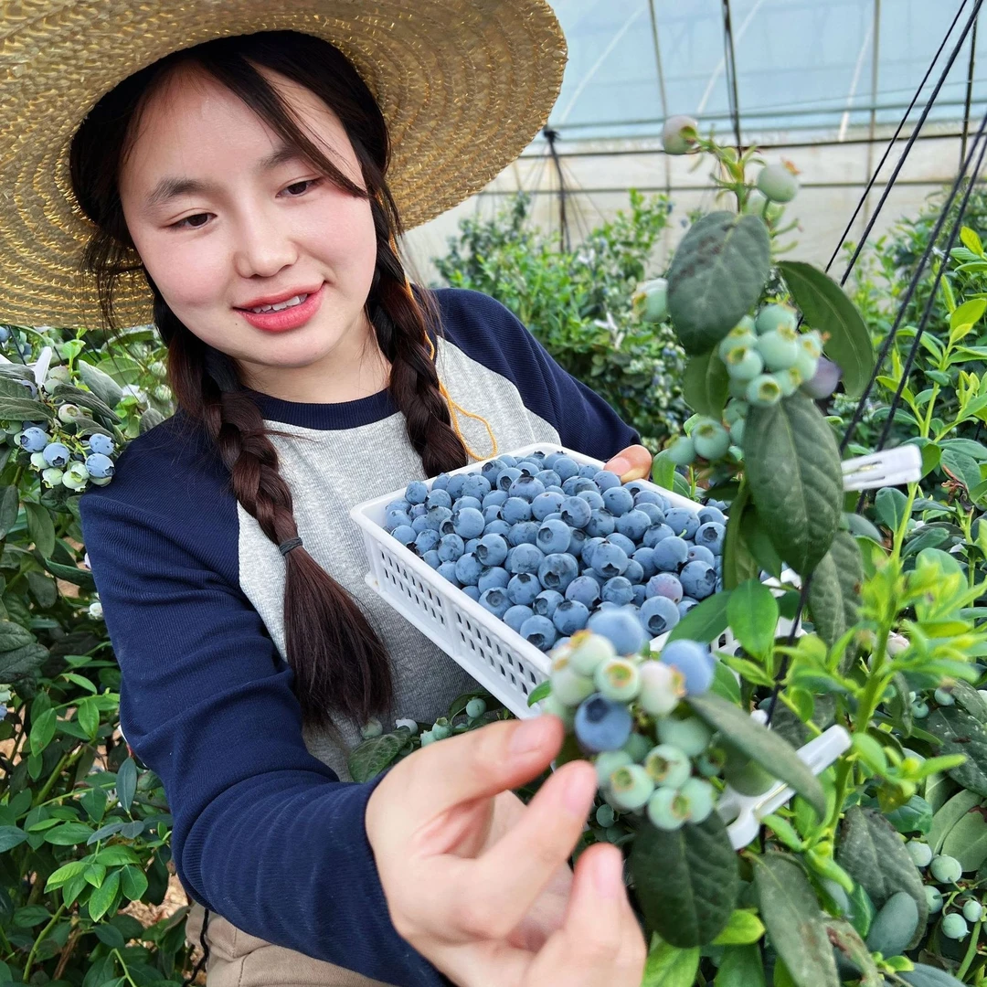 H【大果蓝莓】15-18mm果径新鲜采摘 应季水果 脆甜多汁带盒100g/盒