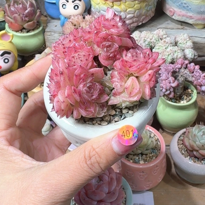 401 多肉含盆土 30元包吃 ➗偏远地区