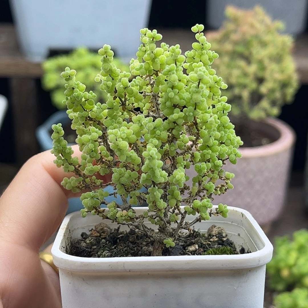 39小小米优选枝干番杏