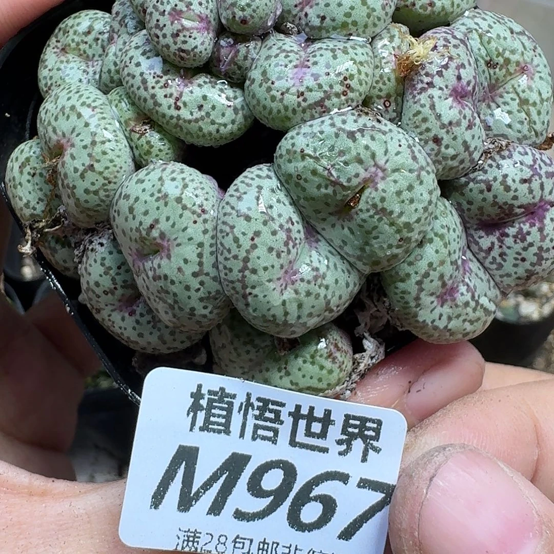 多肉植物的人生fbnn